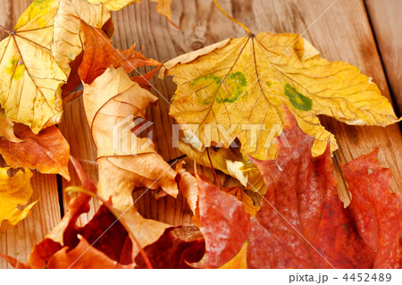 dried leaves 4452489
