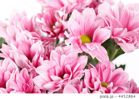 Chrysanthemum Flowers 4452864