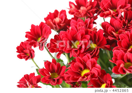 Chrysanthemum Flowers Chrysanthemum Flowers 4452865