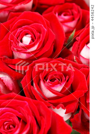 red roses red roses 4456242