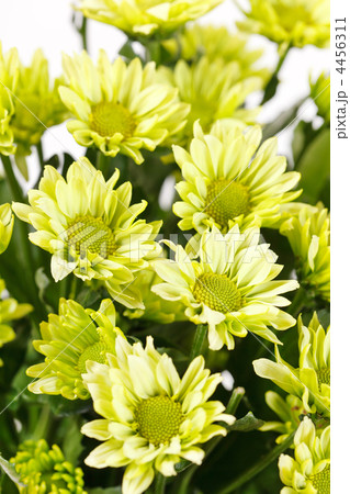 Chrysanthemum Flowers 4456311