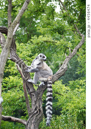 Cute Lemur 4456474