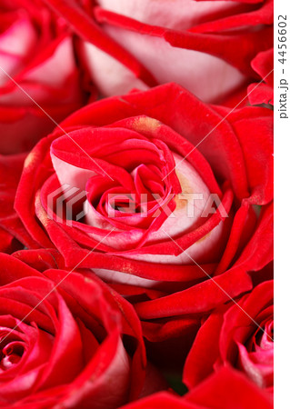 red roses red roses 4456602