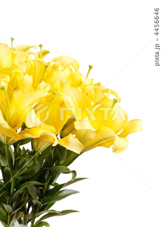 Beautiful lilies Beautiful lilies 4456646