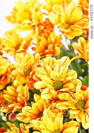Chrysanthemum Flowers 4456770