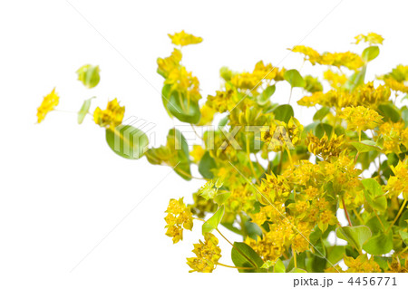 yellow flowers 4456771