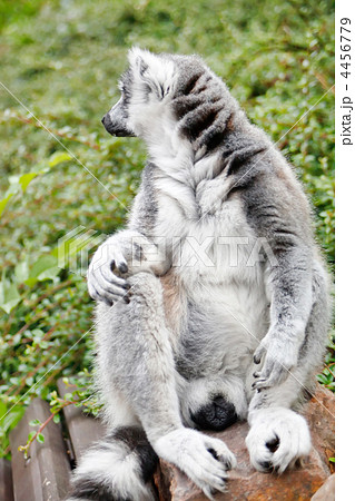 Cute Lemur 4456779
