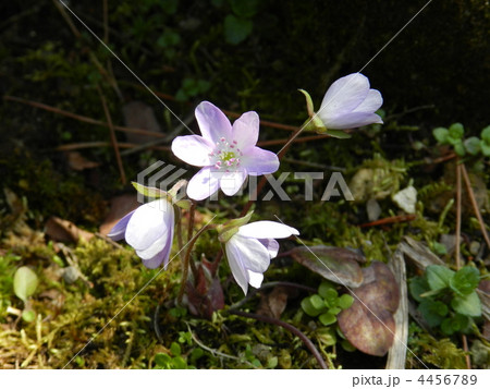 ユキワリソウ ユキワリソウ 4456789