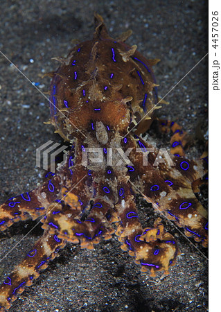 ヒョウモンダコ ヒョウモンダコ 4457026