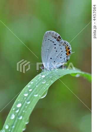 ツバメシジミ 4457064