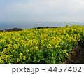 菜の花畑　淡路島-1 4457402