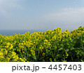 菜の花畑　淡路島-2 4457403