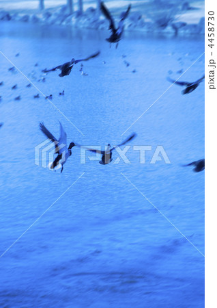 はなさき公園の飛び立つ鴨 4458730