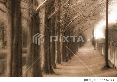並木道 並木道 4458733