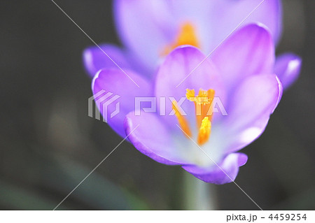 クロッカス 4459254