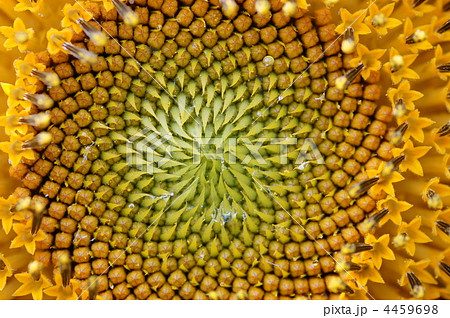 ヒマワリの管状花 ヒマワリの管状花 4459698