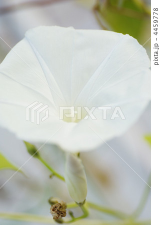 白い朝顔 4459778