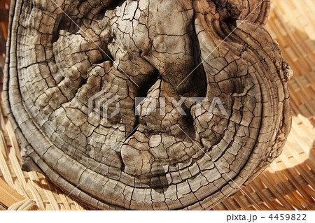 コフキサルノコシカケ 4459822