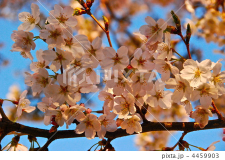 八分咲きの「ソメイヨシノ」（朝霞市／埼玉県） 4459903