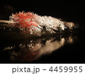 4459955