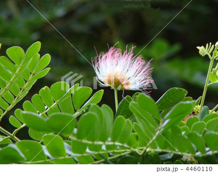 モンキーポットの花 4460110