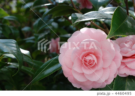 乙女椿 乙女椿 4460495