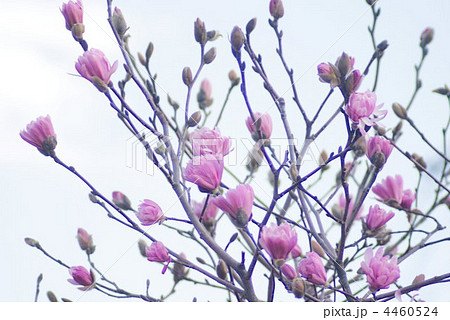 咲き始めたヒメコブシのピンクの花 4460524