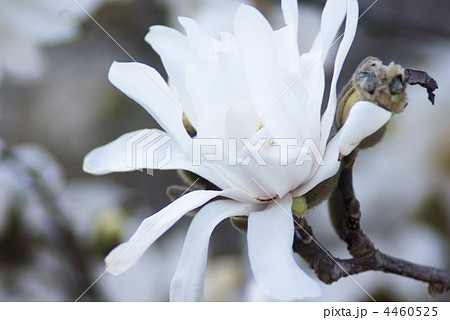 咲き始めた辛夷の白い花 4460525