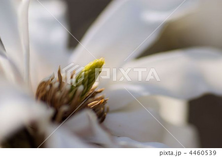 咲き始めた辛夷の白い花 4460539