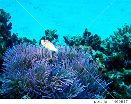 ハナビラクマノミ 4460617