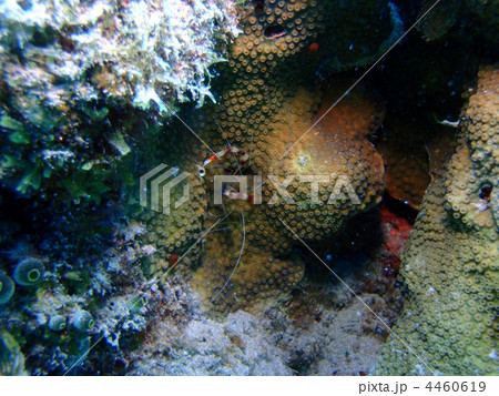 オトヒメエビ オトヒメエビ 4460619