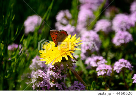 花畑でランチ 4460620