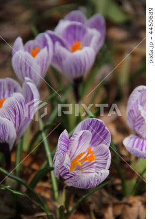 クロッカス クロッカス 4460689