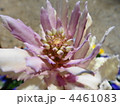 葉牡丹 4461083