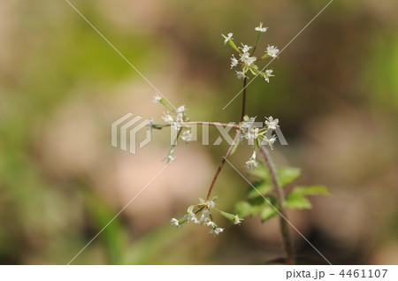 春の白い花　～ヤブニンジン～ 4461107