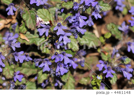 春の紫色の花 ~キランソウ~ 春の紫色の花 ~キランソウ~ 4461148