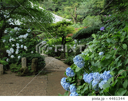 浄慶寺の参道とあじさい 4461344