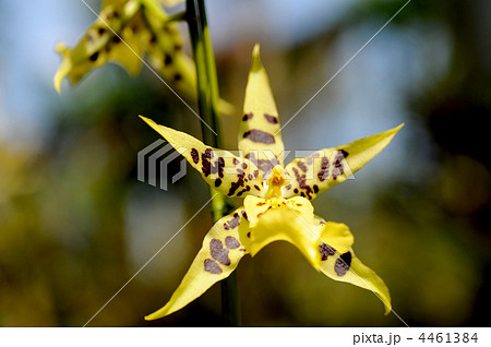 オンシジューム オンシジューム 4461384