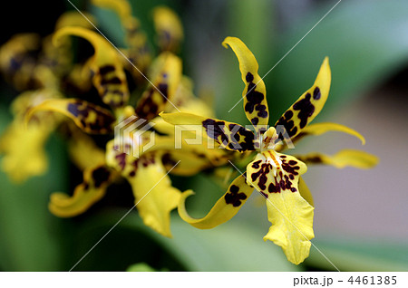 オンシジューム オンシジューム 4461385