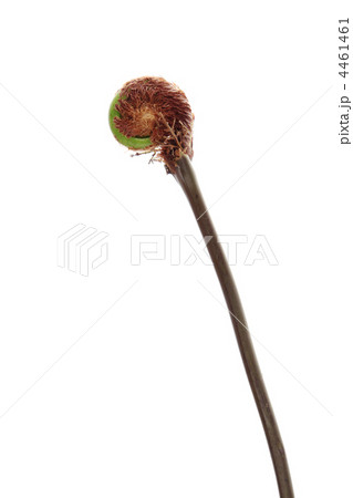 ゼンマイ 4461461