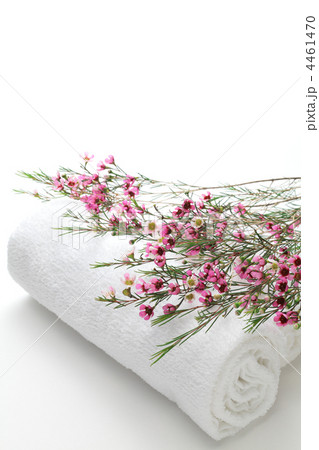 ワックスフラワーとタオル 4461470