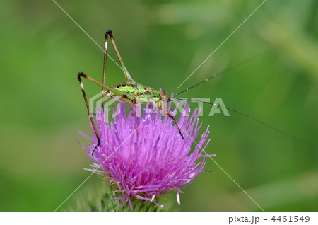 アザミの花とバッタ 4461549