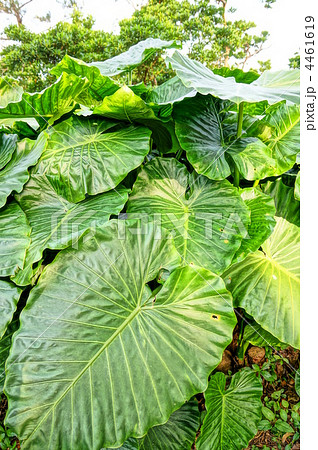 クワズイモの葉 4461619