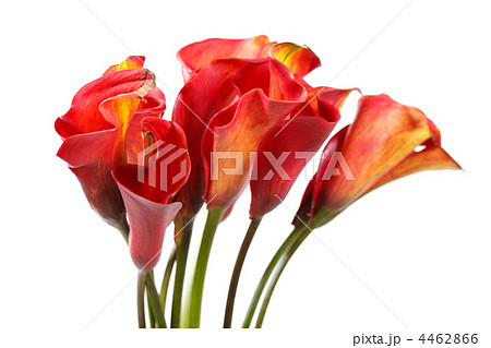 beautiful flowers beautiful flowers 4462866