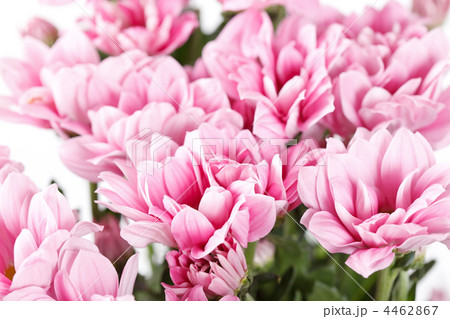 Chrysanthemum Flowers 4462867
