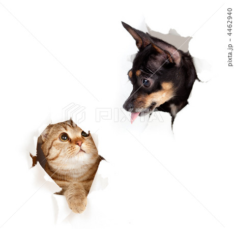 cat and dog in paper side torn hole isolated 4462940