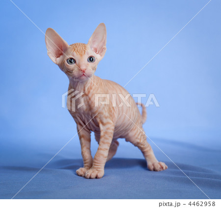 Funny hairless sphynx tabby kitten on blue 4462958