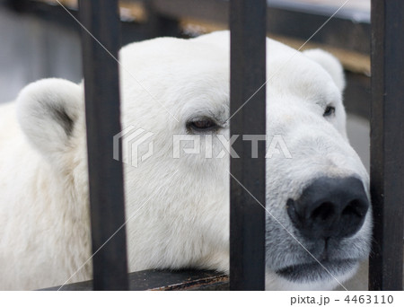 Polar bear in cage 4463110
