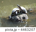 池の小島の周囲で休んでいるカメ 4463207