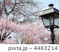 咲きはじめの桜とレトロ風の街灯 4463214